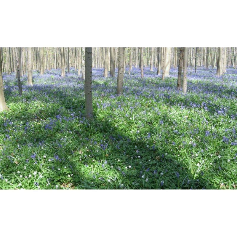 Randonnées en Boucle dans la province du Brabant wallon