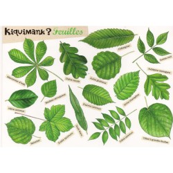 Kiquimank ? Feuilles - Une feuille sest envolée, à vous de la retrouver ! Kiquimank ? Feuilles - Une feuille sest envolée, à vous de la retrouver !