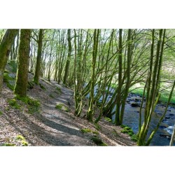 Sentier des Monts d'Ardenne (SMA) Sentier des Monts d'Ardenne (SMA)