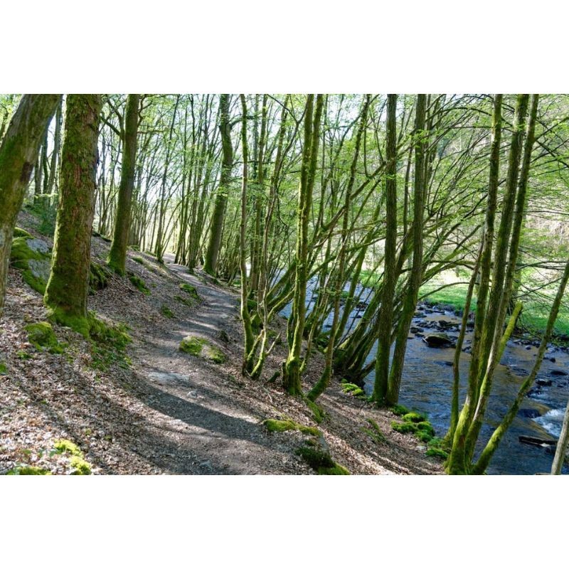 Sentier des Monts d'Ardenne (SMA) Sentier des Monts d'Ardenne (SMA)