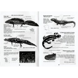 A la rencontre des amphibiens A la rencontre des amphibiens