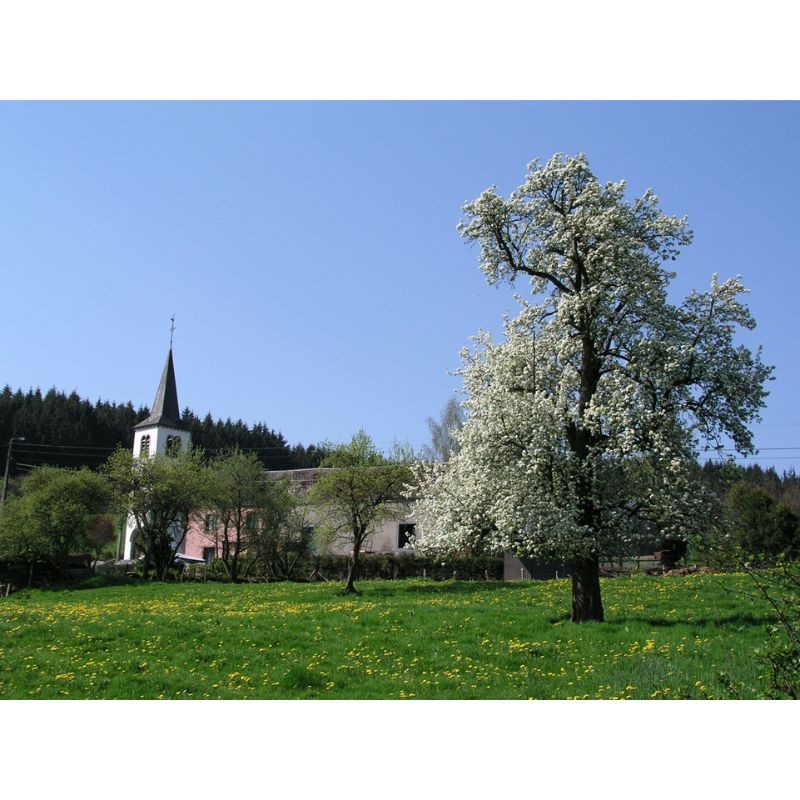 GR 15 - Sentiers de l'Ardenne - De la Lorraine belge à l’Eifel GR 15 - Sentiers de l'Ardenne - De la Lorraine belge à l’Eifel