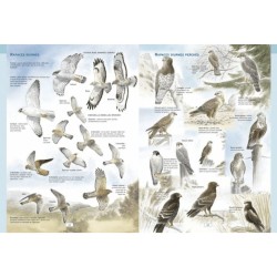 Identifier les oiseaux d'Europe - Par leur aspect, leur habitat, et leur comportement