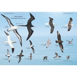 Tous les oiseaux d'Europe - Plus de 930 espèces en 3000 photos Tous les oiseaux d'Europe - Plus de 930 espèces en 3000 photos