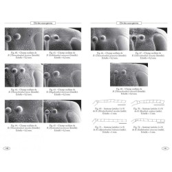 Bourdons d'Europe et des contrées voisines - Hyménoptères d'Europe - 3