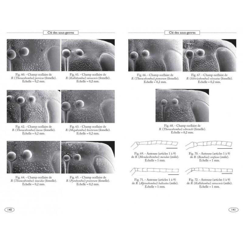 Bourdons d'Europe et des contrées voisines - Hyménoptères d'Europe - 3