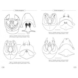 Bourdons d'Europe et des contrées voisines - Hyméno d'Europe •3