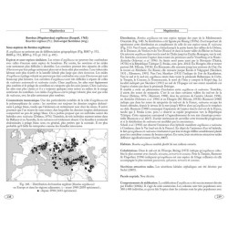 Bourdons d'Europe et des contrées voisines - Hyménoptères d'Europe - 3
