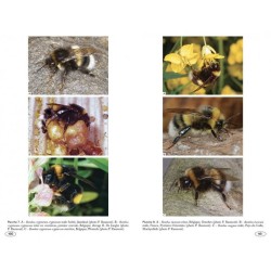 Bourdons d'Europe et des contrées voisines - Hyménoptères d'Europe - 3