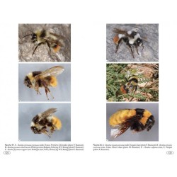 Bourdons d'Europe et des contrées voisines - Hyméno d'Europe •3