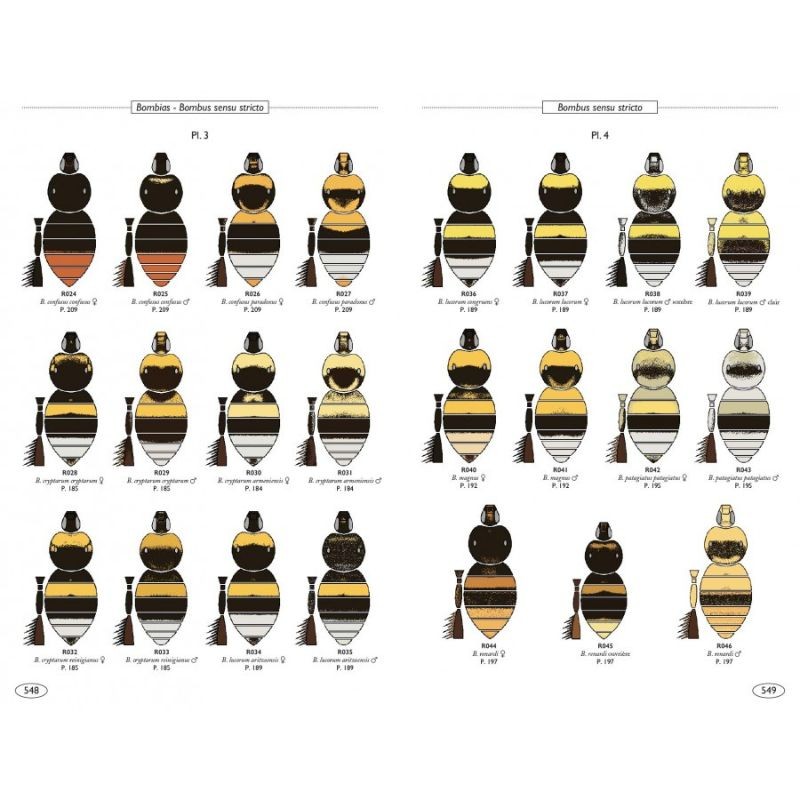 Bourdons d'Europe et des contrées voisines - Hyménoptères d'Europe - 3