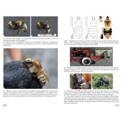 Bourdons d'Europe et des contrées voisines - Hyménoptères d'Europe - 3