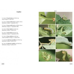 Symphytes d'Europe - Hyménoptères d'Europe • 2