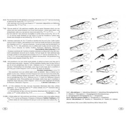 Symphytes d'Europe - Hyménoptères d'Europe • 2