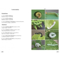 Symphytes d'Europe - Hyménoptères d'Europe • 2