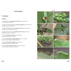 Symphytes d'Europe - Hyménoptères d'Europe • 2