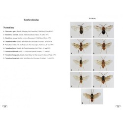 Symphytes d'Europe - Hyménoptères d'Europe • 2