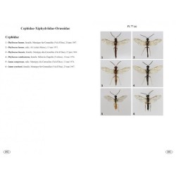 Symphytes d'Europe - Hyménoptères d'Europe • 2