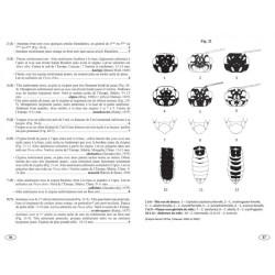 Symphytes d'Europe - Hyménoptères d'Europe • 2