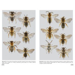 Abeilles d'Europe - Hyménoptères d'Europe - 1