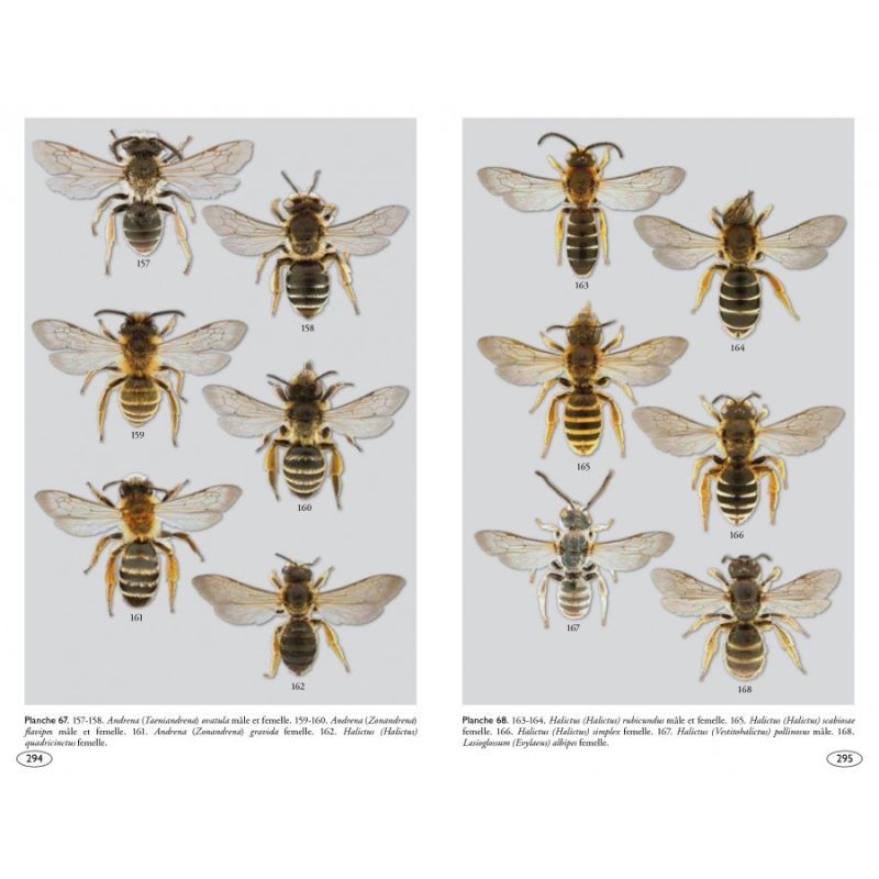 Abeilles d'Europe - Hyménoptères d'Europe - 1