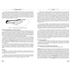 Abeilles d'Europe - Hyméno d'Europe•1 Abeilles d'Europe - Hyméno d'Europe•1