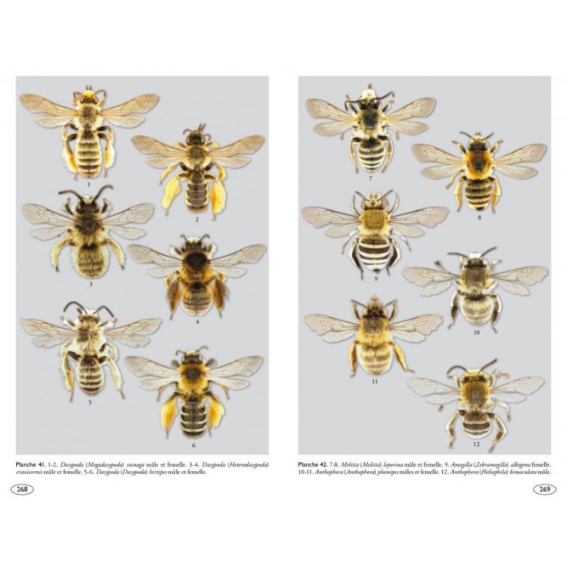 Abeilles d'Europe - Hyméno d'Europe • 1