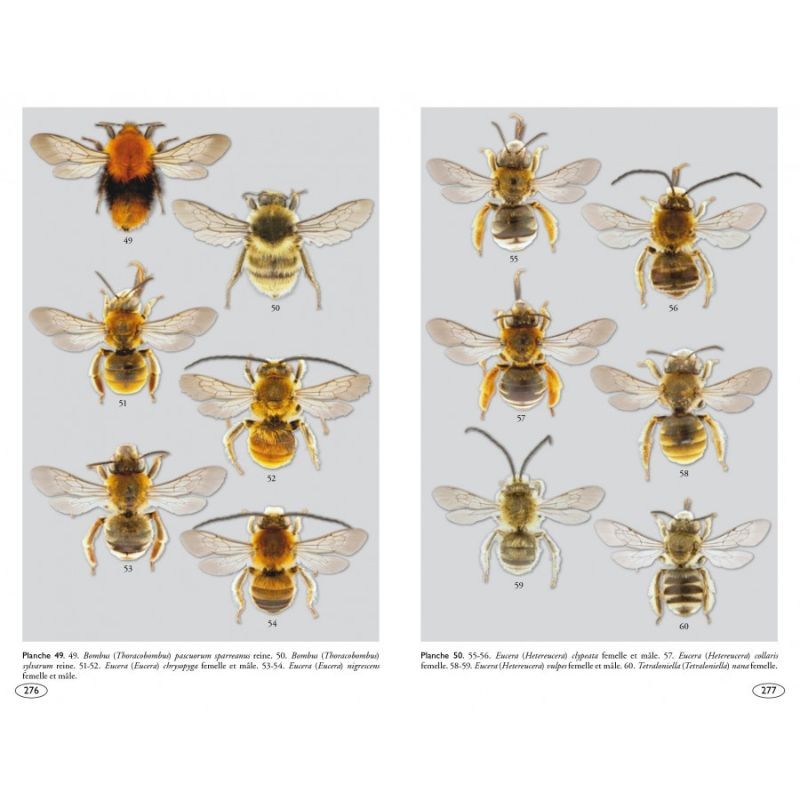 Abeilles d'Europe - Hyméno d'Europe • 1