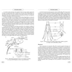 Abeilles d'Europe - Hyméno d'Europe•1 Abeilles d'Europe - Hyméno d'Europe•1