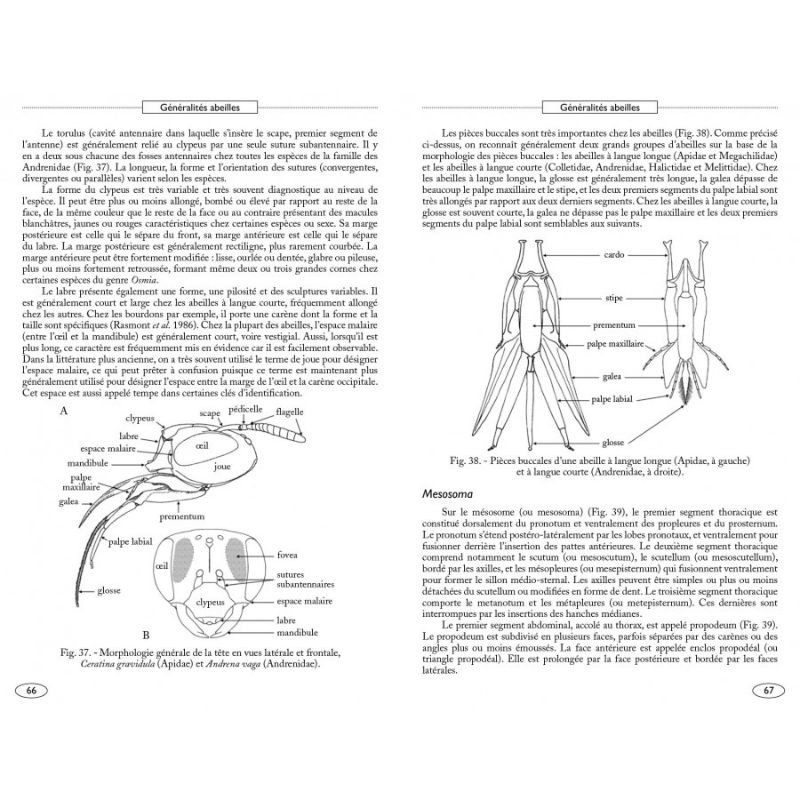 Abeilles d'Europe - Hyménoptères d'Europe - 1