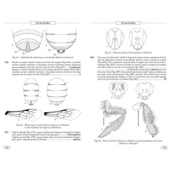 Abeilles d'Europe - Hyméno d'Europe•1 Abeilles d'Europe - Hyméno d'Europe•1