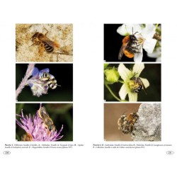 Abeilles d'Europe - Hyménoptères d'Europe - 1