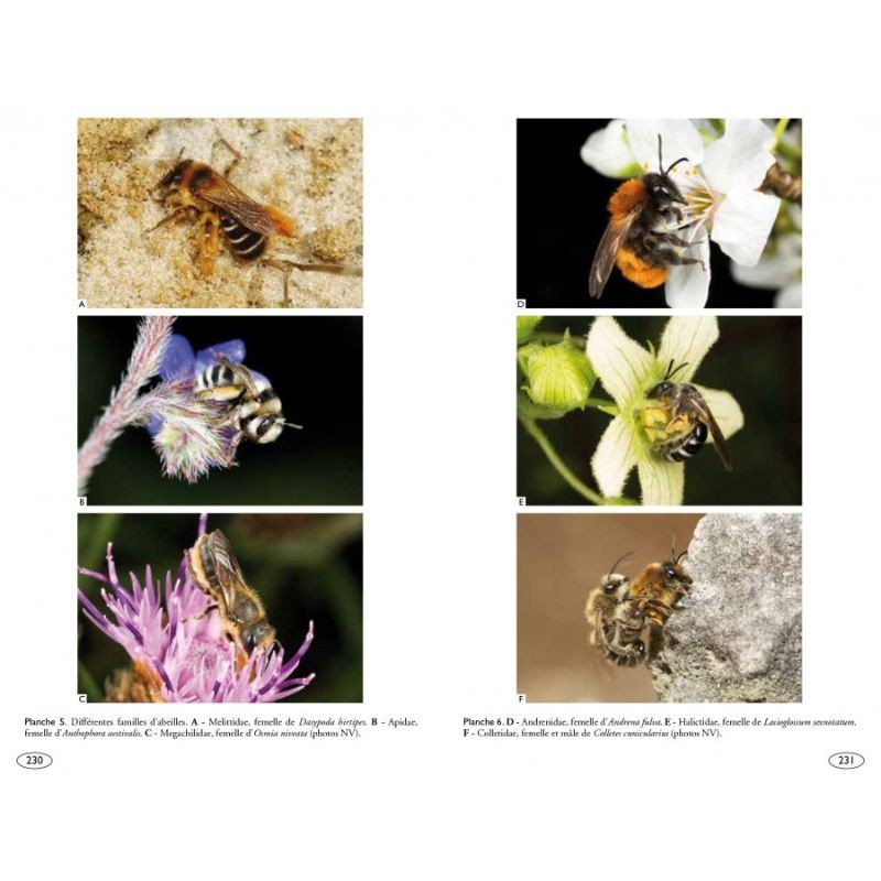 Abeilles d'Europe - Hyméno d'Europe • 1