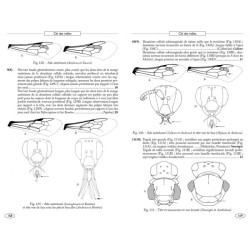 Abeilles d'Europe - Hyméno d'Europe•1 Abeilles d'Europe - Hyméno d'Europe•1