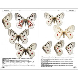 Papillons de jour d'Europe et des contrées voisines Papillons de jour d'Europe et des contrées voisines