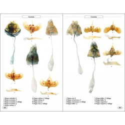 Papillons de jour d'Europe et des contrées voisines Papillons de jour d'Europe et des contrées voisines