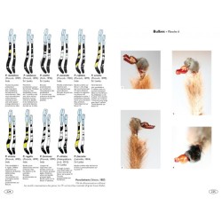 Mygales du Monde - Theraphosidae Mygales du Monde - Theraphosidae