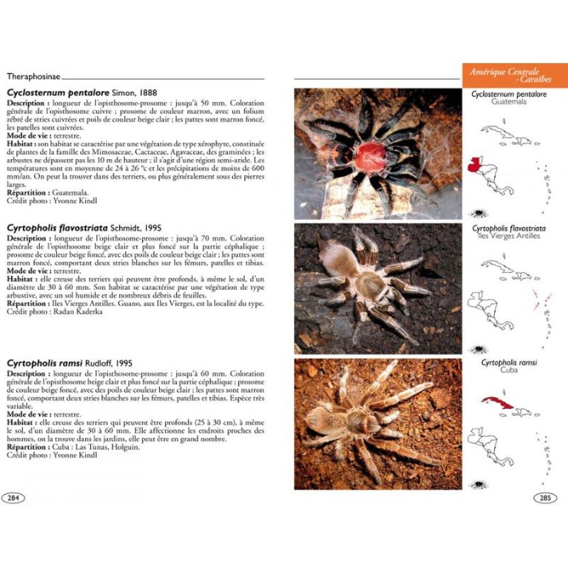 Mygales du Monde - Theraphosidae