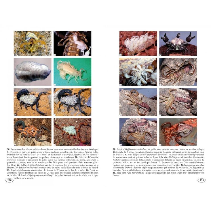 Scorpions du monde