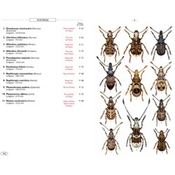 Coléoptères phytophages d'Europe - Tome 3 - Charançons 1