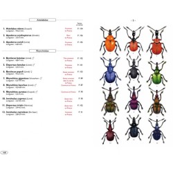 Coléoptères phytophages d'Europe - Tome 3 - Charançons 1