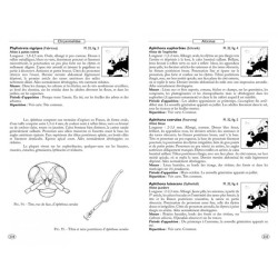 Coléoptères phytophages d'Europe - Tome 2 - Chrysomelidae