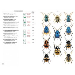Coléoptères phytophages d'Europe - Tome 2 - Chrysomelidae