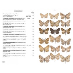 Papillons de nuit d'Europe - Volume 2 - Géomètres Papillons de nuit d'Europe - Volume 2 - Géomètres