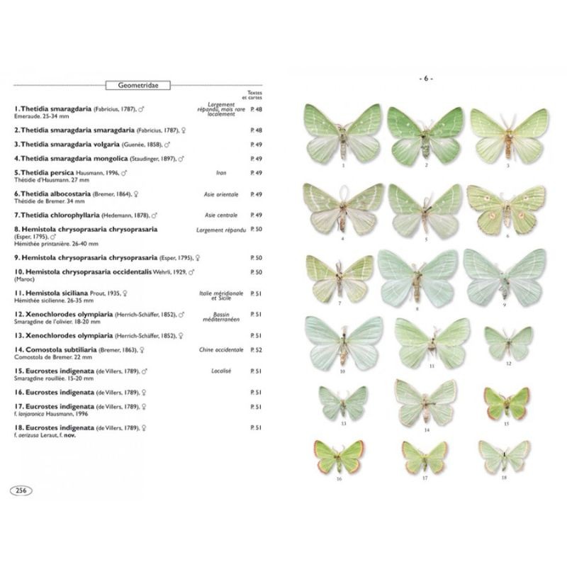 Papillons de nuit d'Europe - Volume 2 - Géomètres