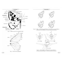 Papillons de nuit d'Europe - Volume 2 - Géomètres Papillons de nuit d'Europe - Volume 2 - Géomètres