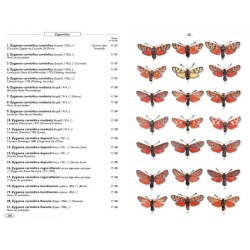 Papillons de nuit d'Europe - Volume 3 - Zygènes, Pyrales 1 Papillons de nuit d'Europe - Volume 3 - Zygènes, Pyrales 1