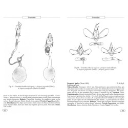 Papillons de nuit d'Europe - Volume 3 - Zygènes, Pyrales 1 Papillons de nuit d'Europe - Volume 3 - Zygènes, Pyrales 1