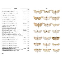 Papillons de nuit d'Europe - volume 4 - Pyrales 2 Papillons de nuit d'Europe - volume 4 - Pyrales 2