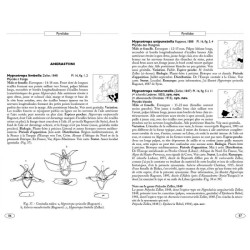 Papillons de nuit d'Europe - volume 4 - Pyrales 2 Papillons de nuit d'Europe - volume 4 - Pyrales 2